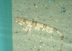 Maine State Aquarium
